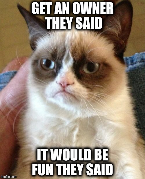 Grumpy Cat | GET AN OWNER THEY SAID; IT WOULD BE FUN THEY SAID | image tagged in memes,grumpy cat | made w/ Imgflip meme maker