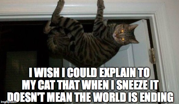 Scaredy Cat | I WISH I COULD EXPLAIN TO MY CAT THAT WHEN I SNEEZE IT DOESN'T MEAN THE WORLD IS ENDING | image tagged in scared cat,sneeze,end of the world | made w/ Imgflip meme maker