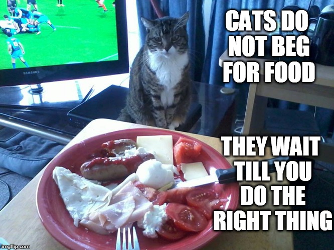 CATS DO NOT BEG FOR FOOD; THEY WAIT TILL YOU DO THE RIGHT THING | image tagged in cat | made w/ Imgflip meme maker