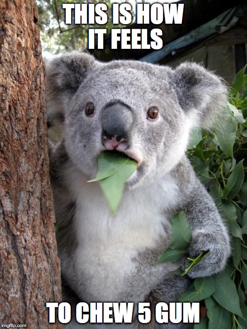 Surprised Koala Meme | THIS IS HOW IT FEELS; TO CHEW 5 GUM | image tagged in memes,surprised koala | made w/ Imgflip meme maker