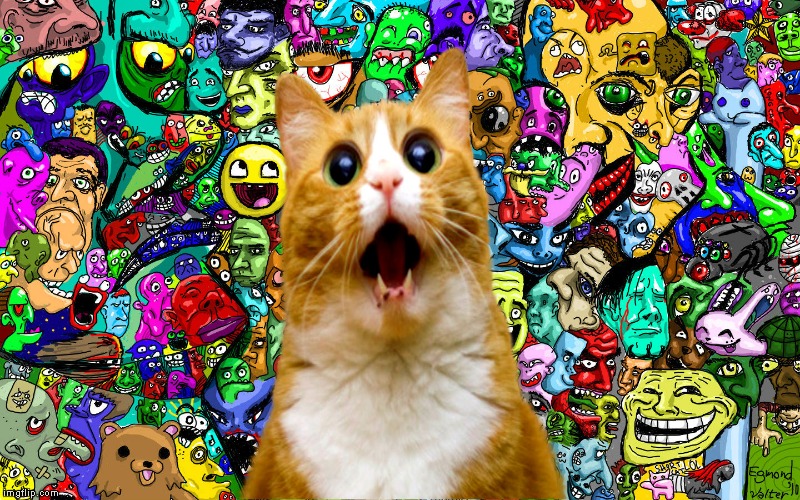 Shocked kitty | image tagged in shocked kitty | made w/ Imgflip meme maker