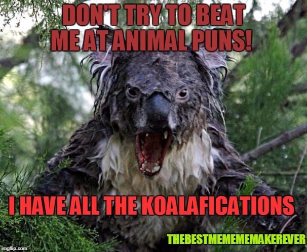 angry koala | DON'T TRY TO BEAT ME AT ANIMAL PUNS! THEBESTMEMEMEMAKEREVER I HAVE ALL THE KOALAFICATIONS | image tagged in angry koala | made w/ Imgflip meme maker