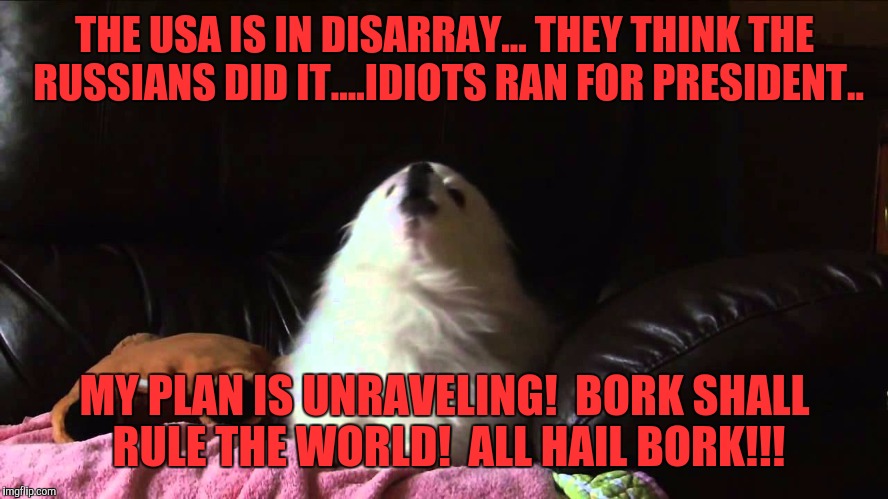 I am fluffy, fear me! | THE USA IS IN DISARRAY... THEY THINK THE RUSSIANS DID IT....IDIOTS RAN FOR PRESIDENT.. MY PLAN IS UNRAVELING!  BORK SHALL RULE THE WORLD!  ALL HAIL BORK!!! | image tagged in memes,bork | made w/ Imgflip meme maker