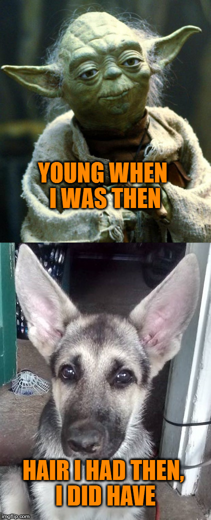 yoda was my dog | YOUNG WHEN I WAS THEN; HAIR I HAD THEN, I DID HAVE | image tagged in yoda | made w/ Imgflip meme maker