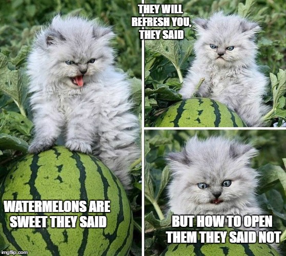Annoyed cat |  THEY WILL REFRESH YOU, THEY SAID; WATERMELONS ARE SWEET THEY SAID; BUT HOW TO OPEN THEM THEY SAID NOT | image tagged in memes,cats,watermelon,angry cat | made w/ Imgflip meme maker