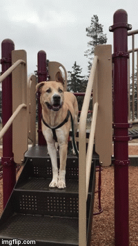 Thor playset | image tagged in gifs,dog | made w/ Imgflip video-to-gif maker