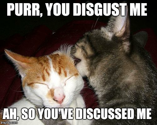 licking cats | PURR, YOU DISGUST ME; AH, SO YOU'VE DISCUSSED ME | image tagged in licking cats | made w/ Imgflip meme maker