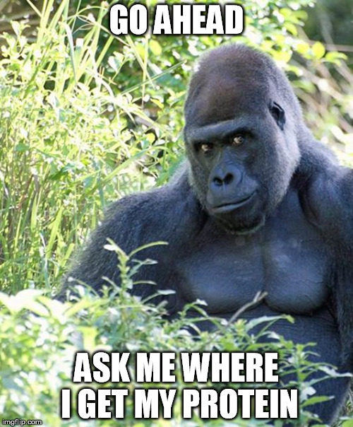 Gorilla pwns | GO AHEAD; ASK ME WHERE I GET MY PROTEIN | image tagged in gorilla,vegan,veganism,vegan4life | made w/ Imgflip meme maker