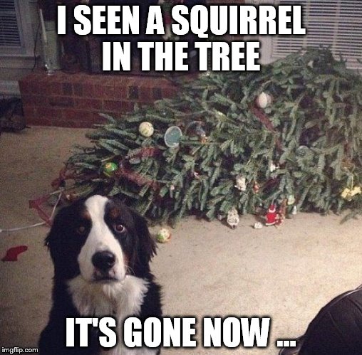 Dog Christmas Tree | I SEEN A SQUIRREL IN THE TREE; IT'S GONE NOW ... | image tagged in dog christmas tree | made w/ Imgflip meme maker