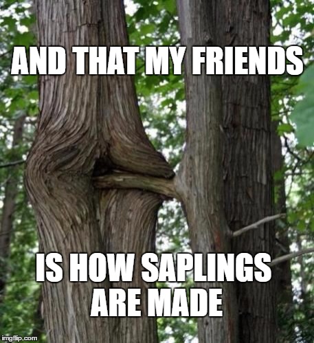 AND THAT MY FRIENDS; IS HOW SAPLINGS ARE MADE | image tagged in tree | made w/ Imgflip meme maker