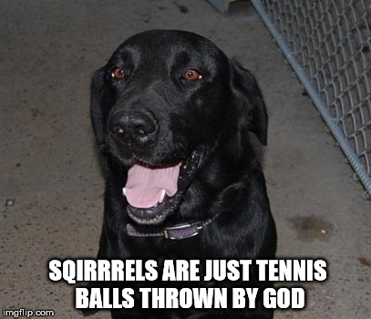 Black Labs Matter | SQIRRRELS ARE JUST TENNIS BALLS THROWN BY GOD | image tagged in black labs matter | made w/ Imgflip meme maker