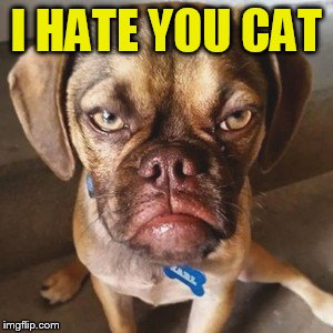 I HATE YOU CAT | made w/ Imgflip meme maker