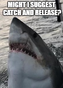 shark catch | MIGHT I SUGGEST CATCH AND RELEASE? | image tagged in animals | made w/ Imgflip meme maker