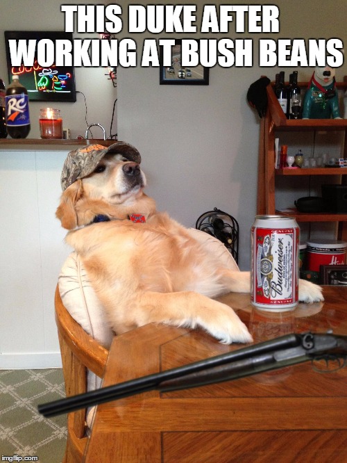 redneck retriever | THIS DUKE AFTER  WORKING AT BUSH BEANS | image tagged in redneck retriever | made w/ Imgflip meme maker