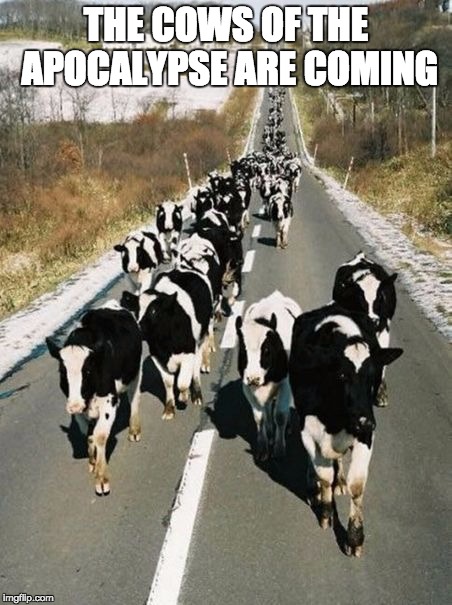 Cows on Road | THE COWS OF THE APOCALYPSE ARE COMING | image tagged in cows on road | made w/ Imgflip meme maker