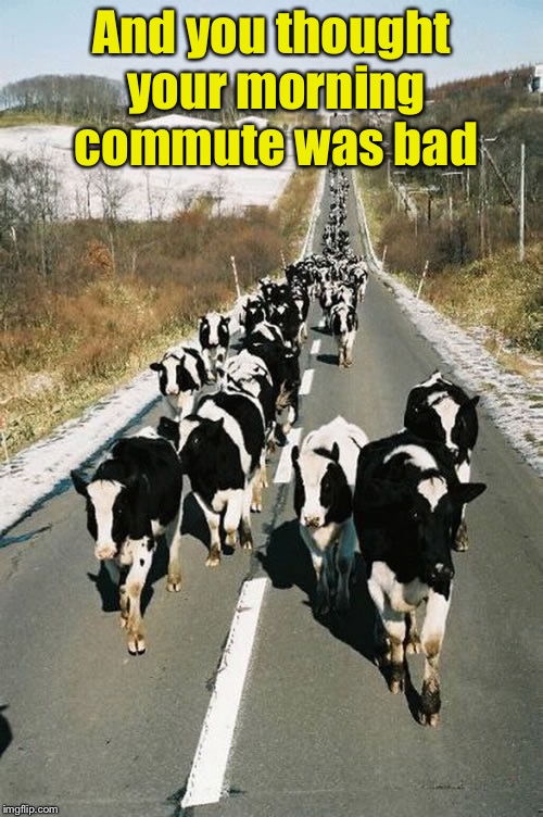 Rural Traffic Jam | And you thought your morning commute was bad | image tagged in cowsroad,traffic jam | made w/ Imgflip meme maker