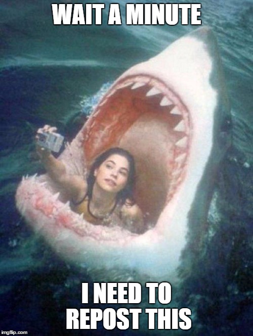 Shark | WAIT A MINUTE; I NEED TO REPOST THIS | image tagged in shark | made w/ Imgflip meme maker
