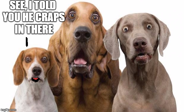 shocked dogs-not our water bowl? | SEE, I TOLD YOU HE CRAPS IN THERE | image tagged in shocked dogs,memes,funny memes,dogs | made w/ Imgflip meme maker