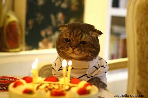 birthday-cat Blank Meme Template