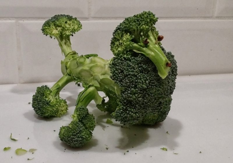 Broccoli Poodle Yum Eat Yer Veggies Blank Meme Template