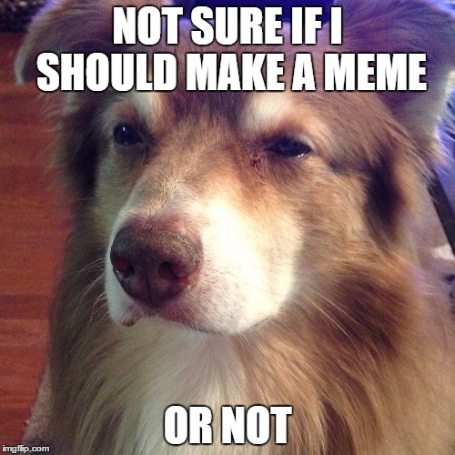 hmm..doggie not sure | NOT SURE IF I SHOULD MAKE A MEME; OR NOT | image tagged in unsure dog | made w/ Imgflip meme maker