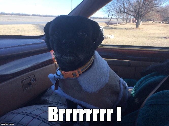 Greetings from Missouri ! | Brrrrrrrr ! | image tagged in cool dog,memes | made w/ Imgflip meme maker