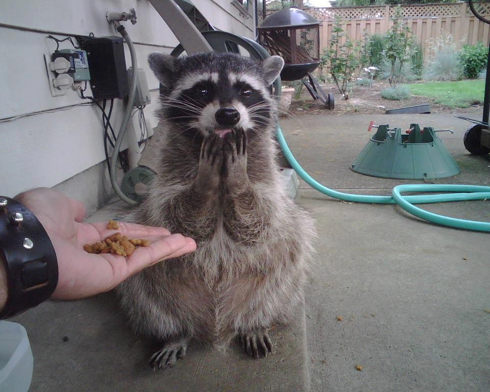 For me raccoon Blank Meme Template