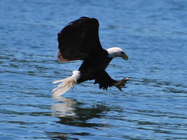 High Quality Eagles on Lake Cumberland Blank Meme Template