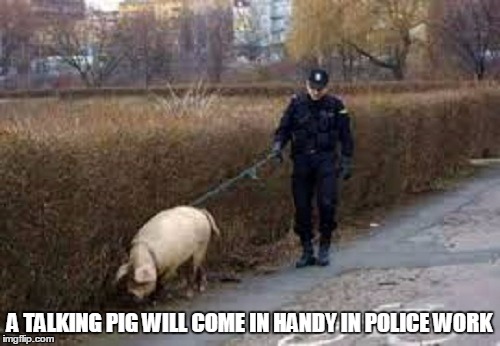 A TALKING PIG WILL COME IN HANDY IN POLICE WORK | made w/ Imgflip meme maker