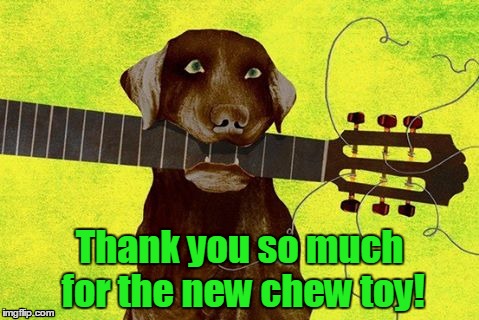 That's not a chew toy! | Thank you so much for the new chew toy! | image tagged in dog with guitar,crazy dog,bad dog | made w/ Imgflip meme maker
