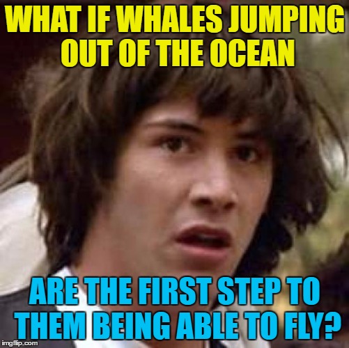 You never know... | WHAT IF WHALES JUMPING OUT OF THE OCEAN; ARE THE FIRST STEP TO THEM BEING ABLE TO FLY? | image tagged in memes,conspiracy keanu,animals,whales,evolution | made w/ Imgflip meme maker