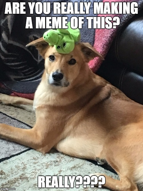 Dog says, "Really?" | ARE YOU REALLY MAKING A MEME OF THIS? REALLY???? | image tagged in dog,disgusted dog,funny dog,sarcastic dog | made w/ Imgflip meme maker