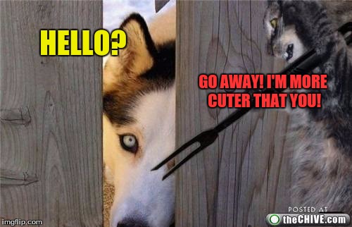 A meme template I thought of  | HELLO? GO AWAY! I'M MORE CUTER THAT YOU! | image tagged in raydog vs raycat,you decide who is cuter,funny,maybe | made w/ Imgflip meme maker