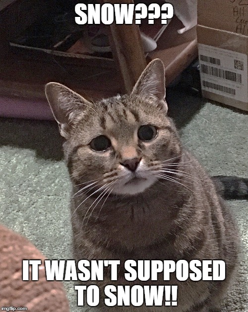 Worried Cat doesn't like early snowfalls | SNOW??? IT WASN'T SUPPOSED TO SNOW!! | image tagged in worried cat snow | made w/ Imgflip meme maker
