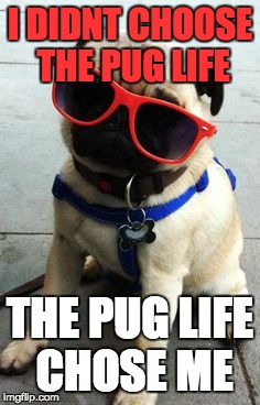 livin' the pug life | I DIDNT CHOOSE THE PUG LIFE; THE PUG LIFE CHOSE ME | image tagged in pug,pug life,mlg | made w/ Imgflip meme maker