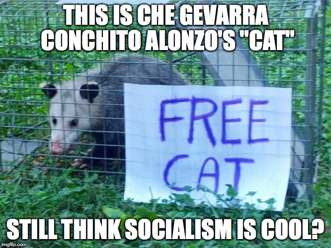 free cat | THIS IS CHE GEVARRA CONCHITO ALONZO'S "CAT"; STILL THINK SOCIALISM IS COOL? | image tagged in socialism | made w/ Imgflip meme maker