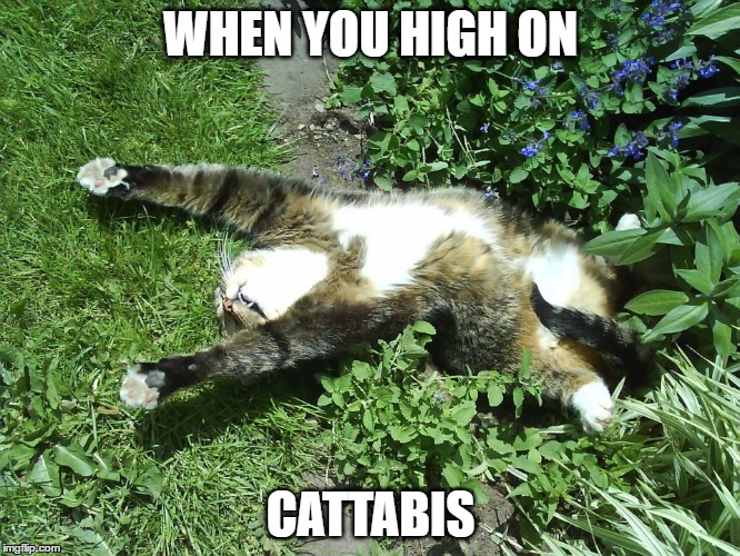 WHEN YOU HIGH ON; CATTABIS | image tagged in cats,funny cats,cute cats | made w/ Imgflip meme maker