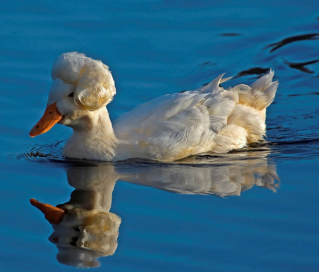 Mozart duck  Blank Meme Template