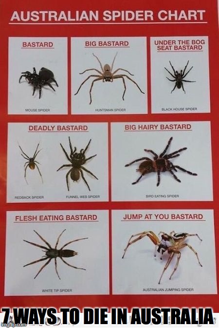 Australian Spider Chart | 7 WAYS TO DIE IN AUSTRALIA | image tagged in spiders,australia,venom | made w/ Imgflip meme maker
