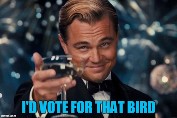I'D VOTE FOR THAT BIRD | image tagged in memes,leonardo dicaprio cheers | made w/ Imgflip meme maker