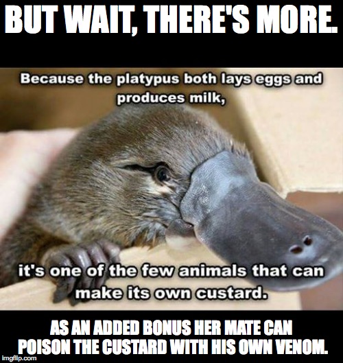 Platypus | BUT WAIT, THERE'S MORE. AS AN ADDED BONUS HER MATE CAN POISON THE CUSTARD WITH HIS OWN VENOM. | image tagged in platypus,cute animals,killer | made w/ Imgflip meme maker