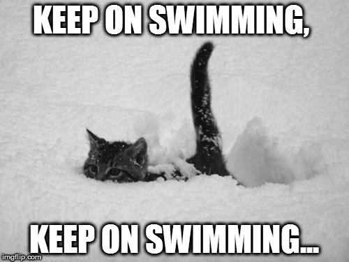Snow Cat | KEEP ON SWIMMING, KEEP ON SWIMMING... | image tagged in snow cat | made w/ Imgflip meme maker