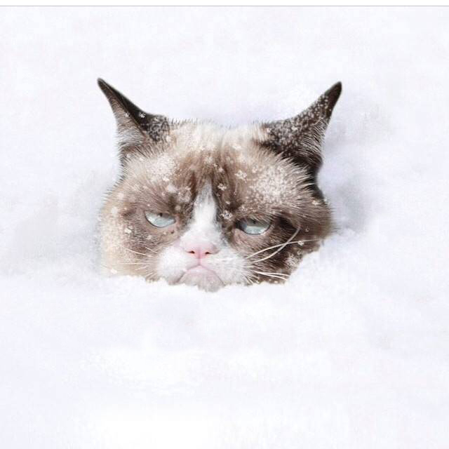 Grumpy Cat snow Blank Meme Template