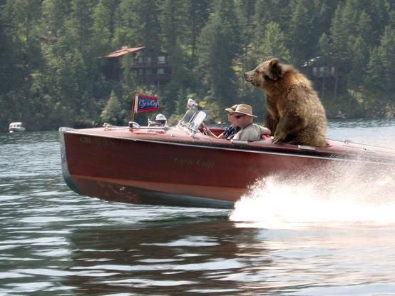 Bear on a boat Blank Meme Template
