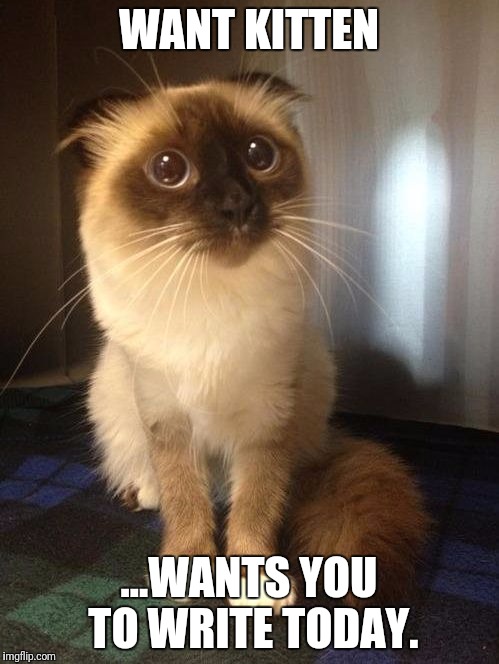 WANT kitten | WANT KITTEN; ...WANTS YOU TO WRITE TODAY. | image tagged in kitten | made w/ Imgflip meme maker