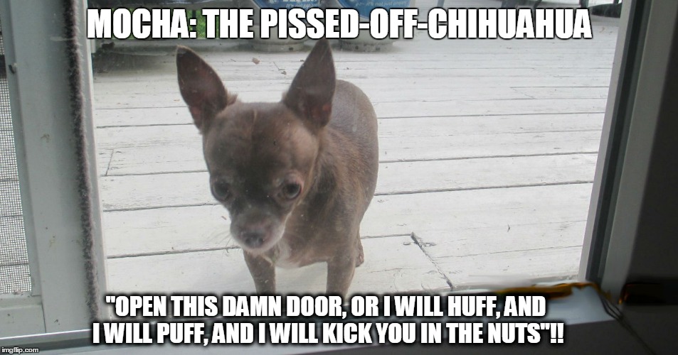 Mocha: The Pissed-Off-Chihuahua | MOCHA: THE PISSED-OFF-CHIHUAHUA; "OPEN THIS DAMN DOOR, OR I WILL HUFF, AND I WILL PUFF, AND I WILL KICK YOU IN THE NUTS"!! | image tagged in funny dogs,funny chihuahua,funny memes,humor,dogs | made w/ Imgflip meme maker