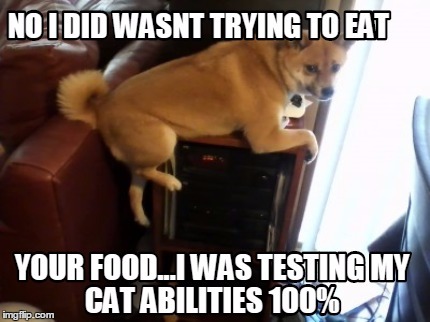 image tagged in doge,cats,dogs,memes | made w/ Imgflip meme maker