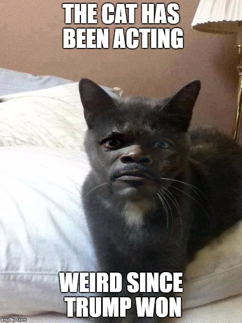 Samuel L Catson | THE CAT HAS BEEN ACTING; WEIRD SINCE TRUMP WON | image tagged in samuel l catson | made w/ Imgflip meme maker