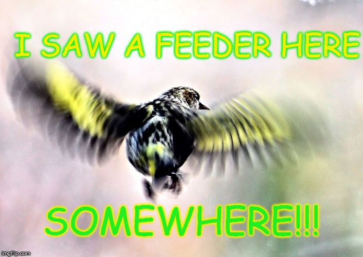 Hungry Pine Siskin | I SAW A FEEDER HERE; SOMEWHERE!!! | image tagged in bird in flight,pine siskin,bird flying | made w/ Imgflip meme maker