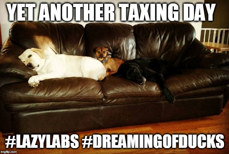 Dreaming of Ducks | YET ANOTHER TAXING DAY; #LAZYLABS #DREAMINGOFDUCKS | image tagged in lazylabs,labradors,dreamingofducks | made w/ Imgflip meme maker